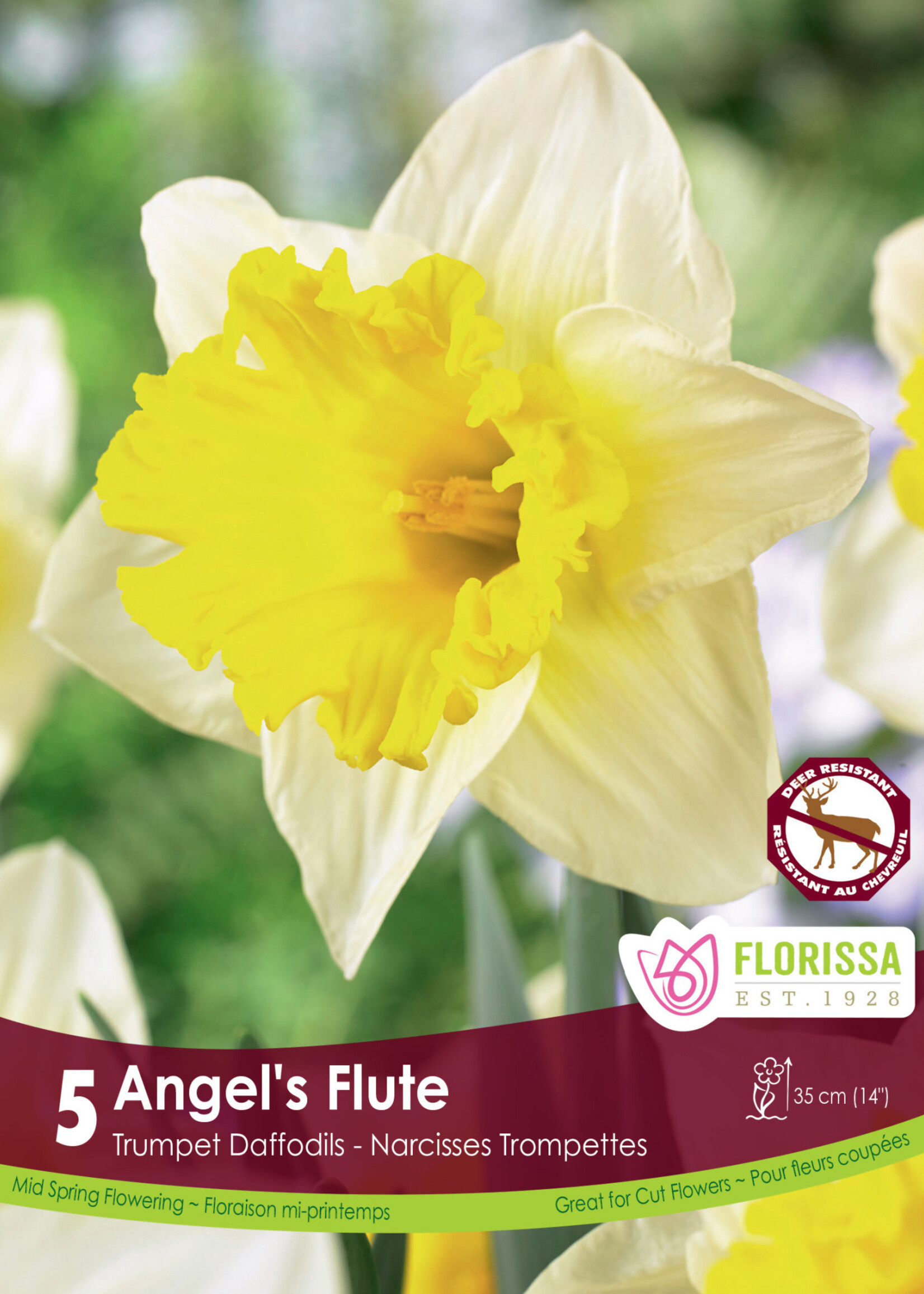 Florissa Angel's Flute Daffodil (Narcissi) 5/pkg