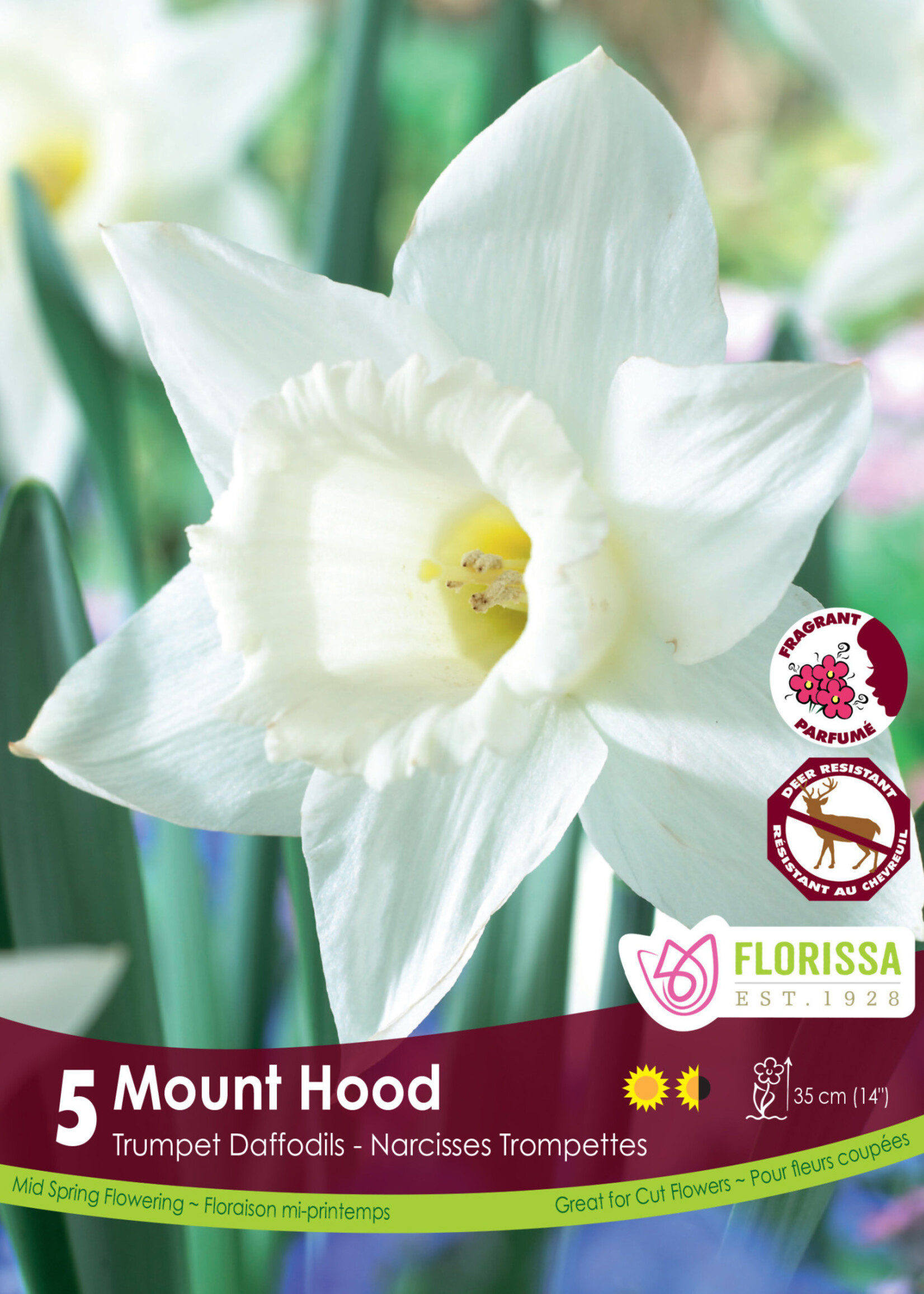 Florissa Mount Hood Daffodil (Narcissi) 5/pkg