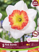 Florissa Pink Bomb Daffodil (Narcissi) 5/pkg