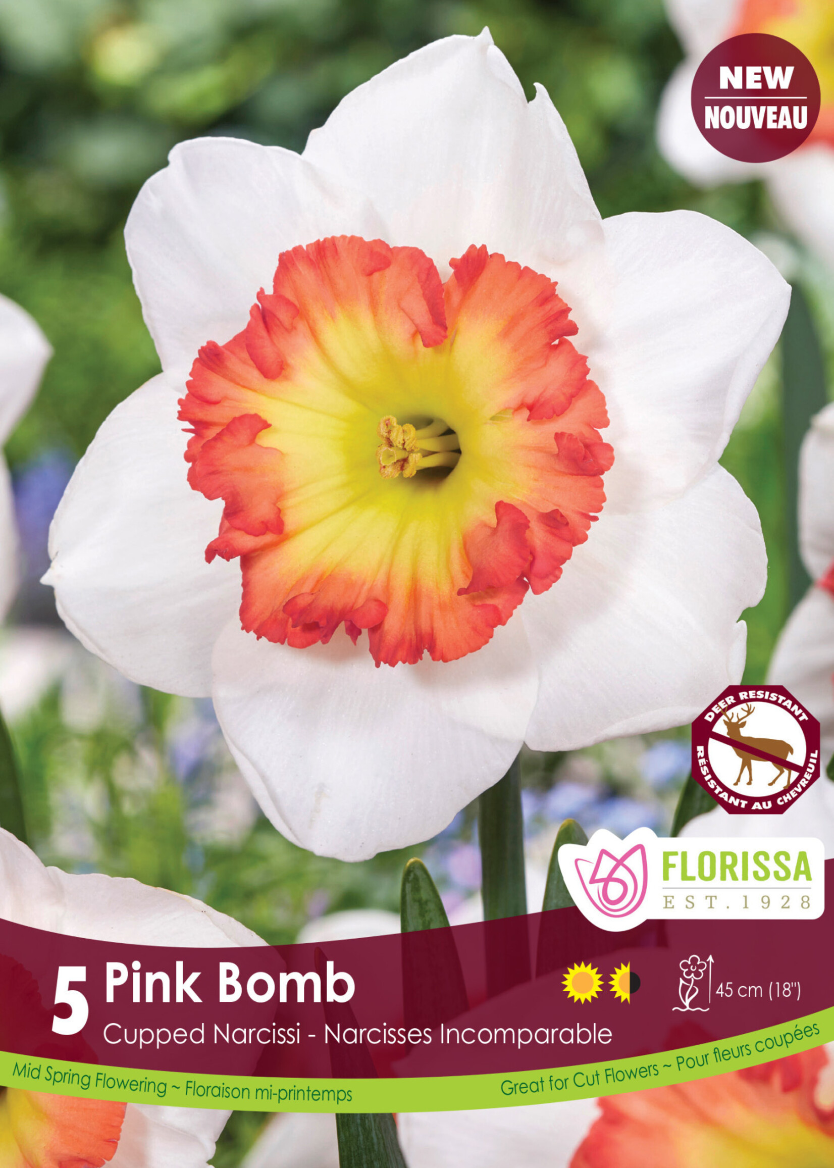 Florissa Pink Bomb Daffodil (Narcissi) 5/pkg