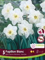 Florissa Papillion Blanc Daffodil (Narcissi) 5/pkg