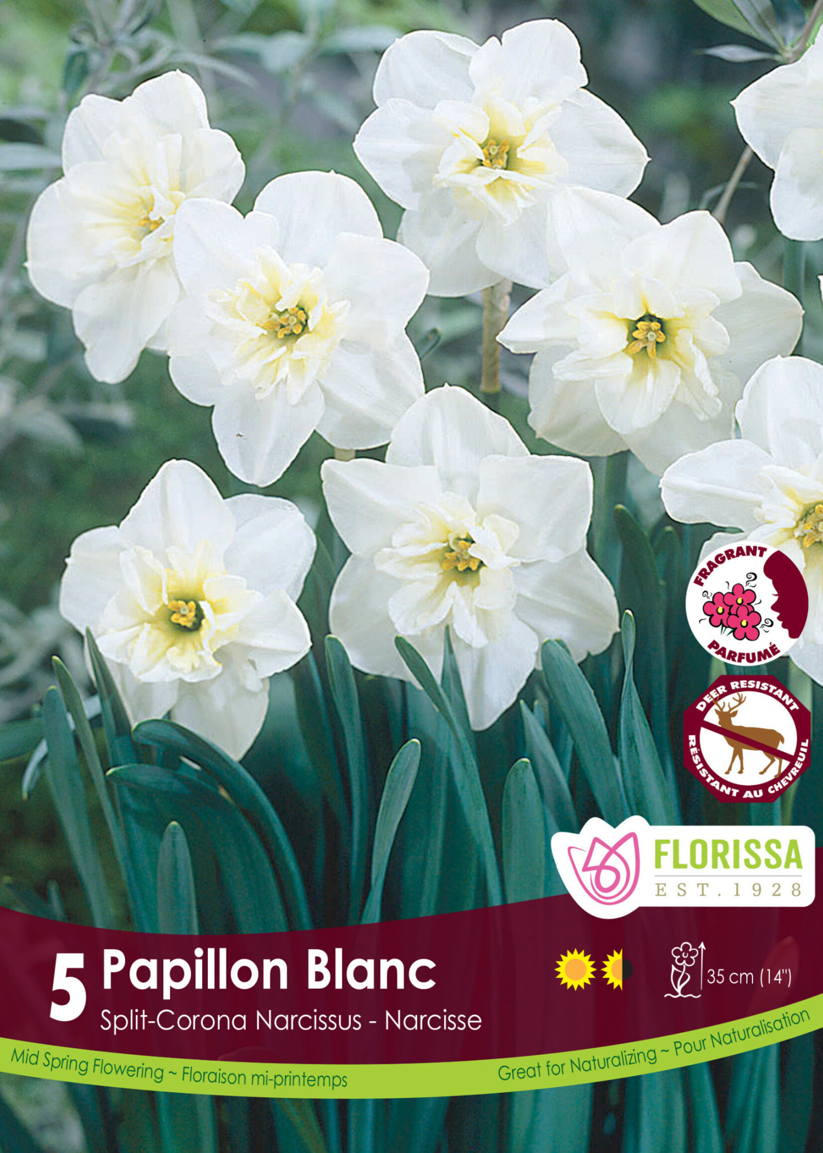 Florissa Papillion Blanc Daffodil (Narcissi) 5/pkg