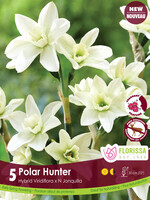 Florissa Polar Hunter Daffodil (Narcissi) 5/pkg