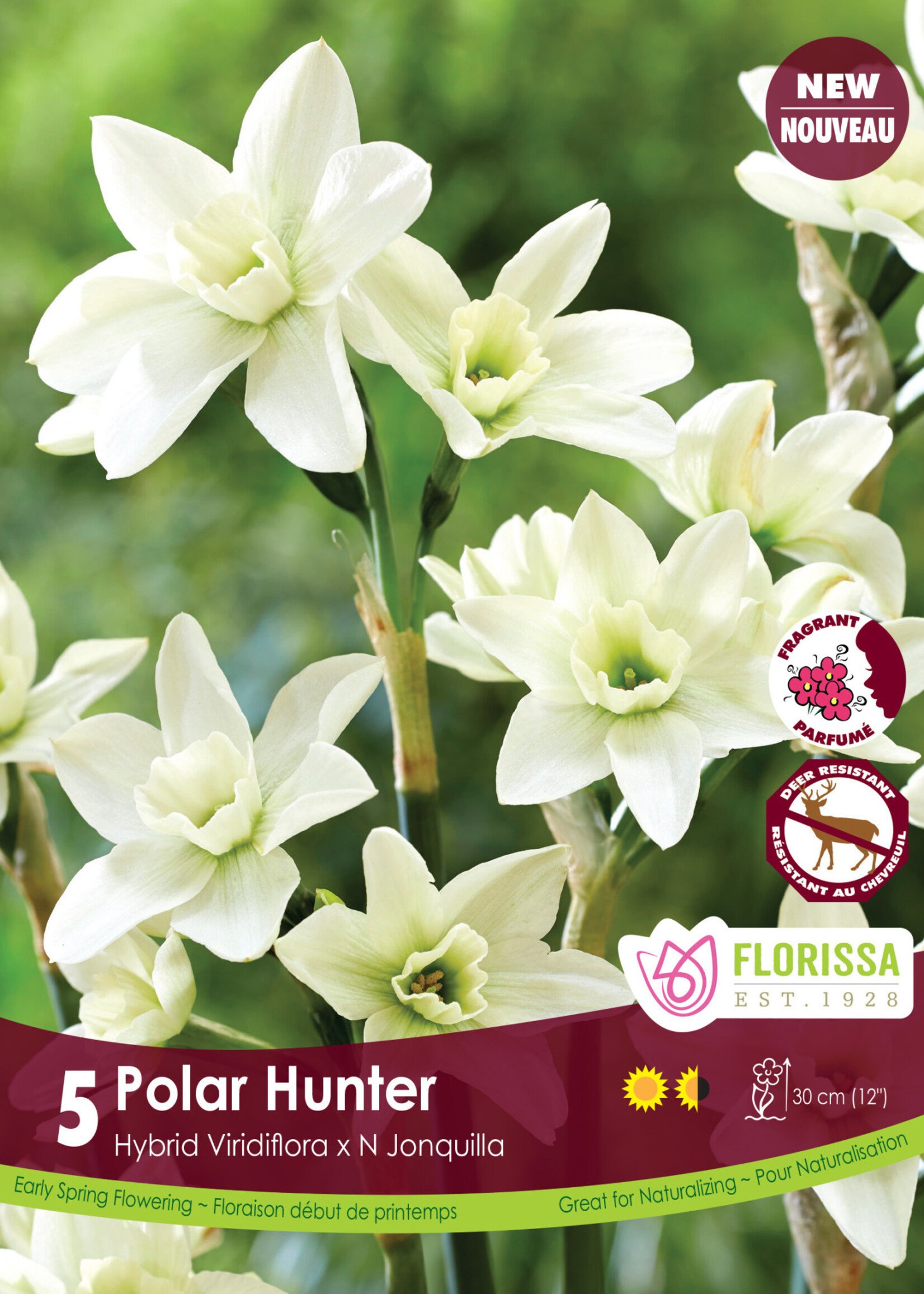 Florissa Polar Hunter Daffodil (Narcissi) 5/pkg