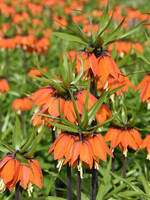 Florissa Orange Beauty Fritillaria (Crown Imperial) 1/pkg