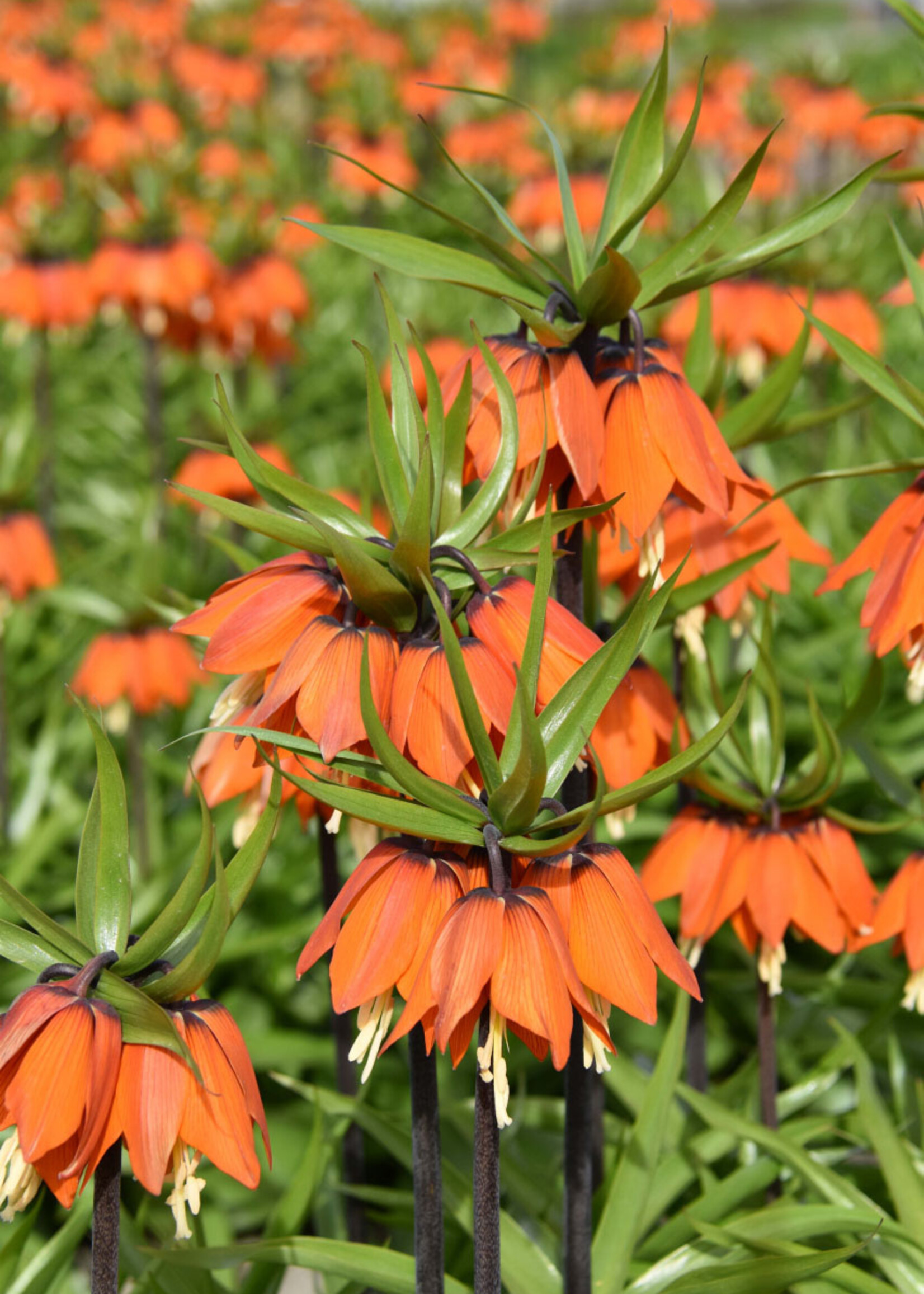 Florissa Orange Beauty Fritillaria (Crown Imperial) 1/pkg