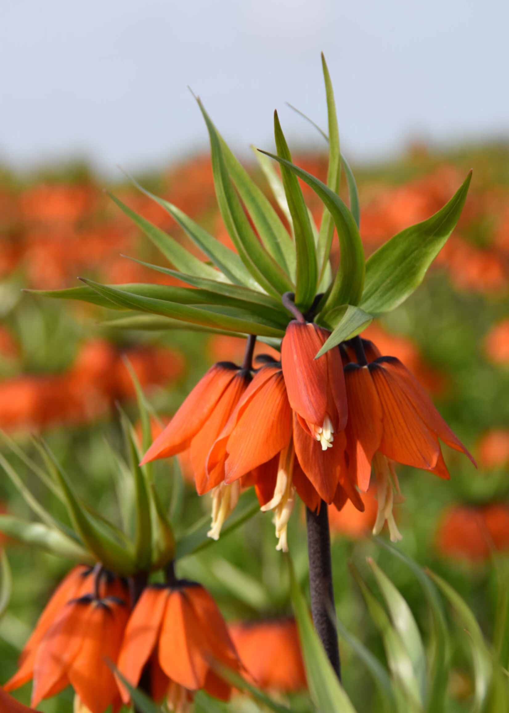 Florissa Orange Beauty Fritillaria (Crown Imperial) 1/pkg