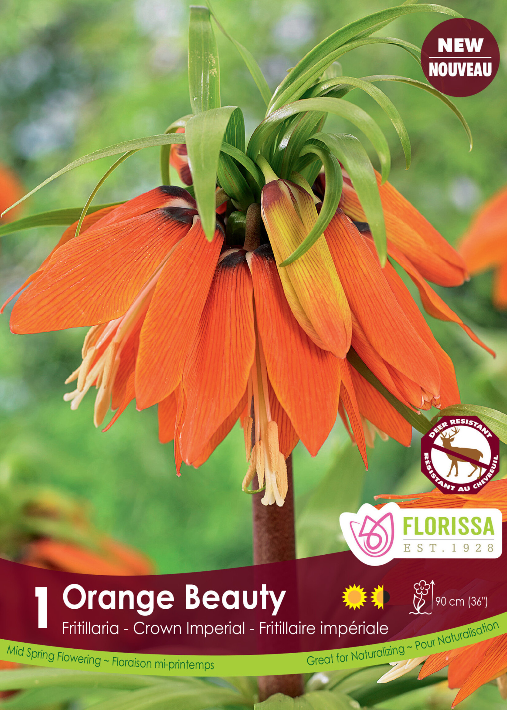 Florissa Orange Beauty Fritillaria (Crown Imperial) 1/pkg