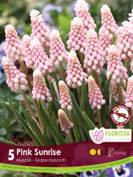 Florissa Pink Sunrise Muscari (Grape Hyacinth) 5/pkg