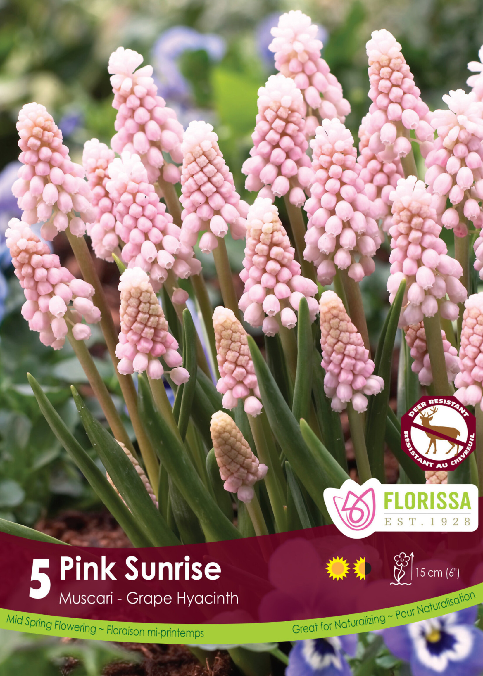 Florissa Pink Sunrise Muscari (Grape Hyacinth) 5/pkg