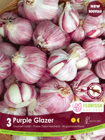 Florissa Purple Glazer Garlic 3/pkg