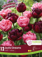 Florissa Colourful Companions Joyful Dreams Tulip Blend 12/pkg