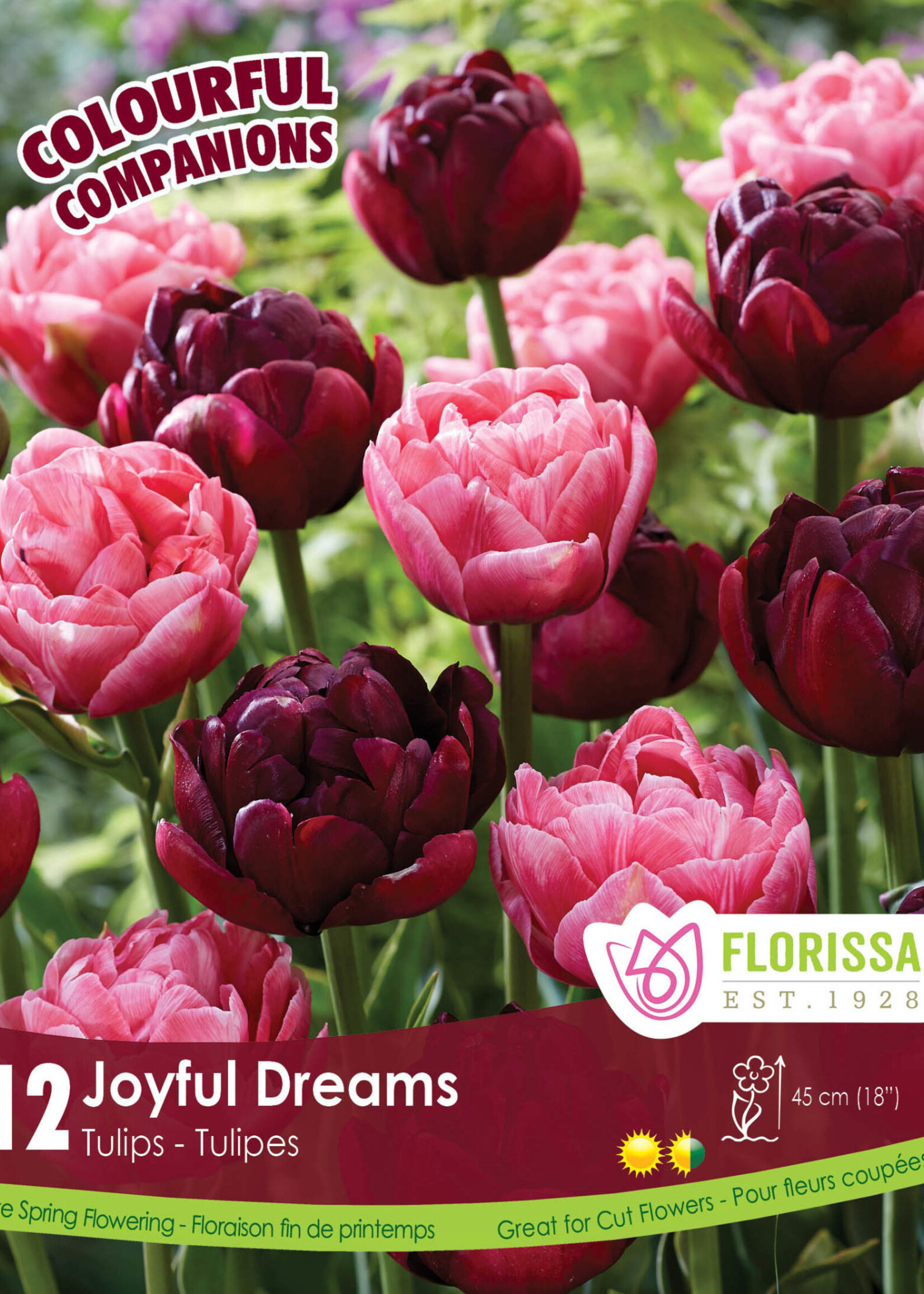 Florissa Colourful Companions Joyful Dreams Tulip Blend 12/pkg