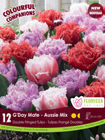 Florissa Colourful Companions G'Day Mate Tulip Blend 12/pkg