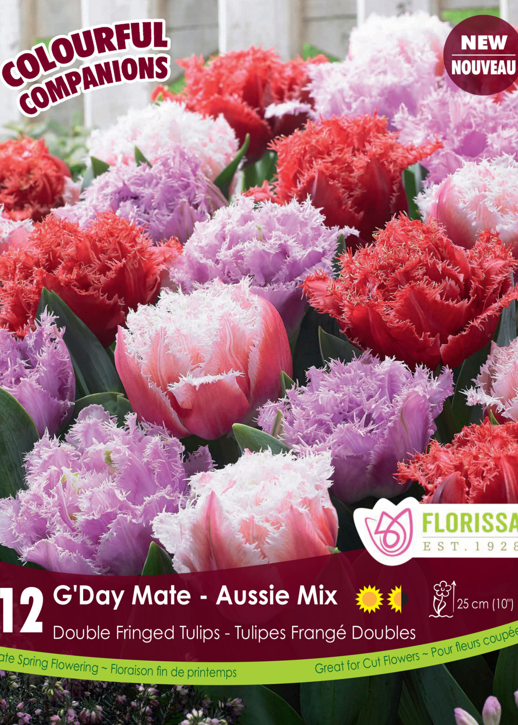 Florissa Colourful Companions G'Day Mate Tulip Blend 12/pkg