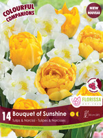 Florissa Colourful Companions Bouquet of Sunshine Tulip & Daffodil Blend 14/pkg