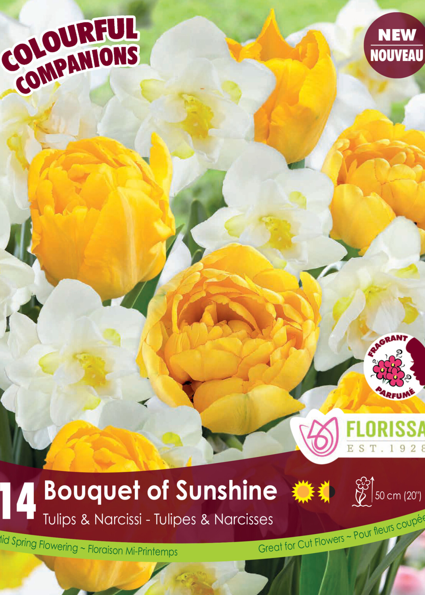 Florissa Colourful Companions Bouquet of Sunshine Tulip & Daffodil Blend 14/pkg