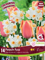 Florissa Colourful Companions Peach Fuzz Tulip & Daffodil Blend 14/pkg