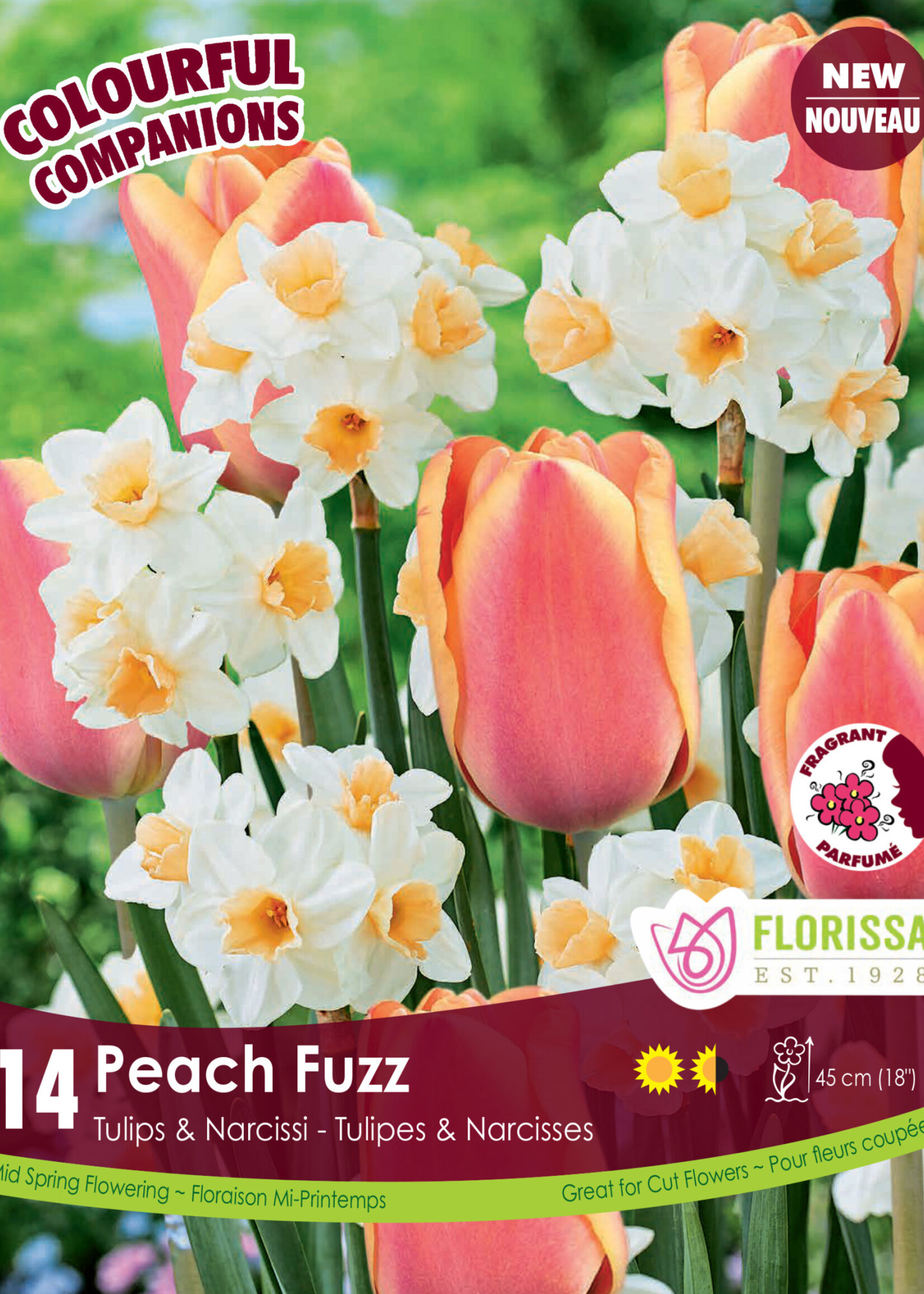 Florissa Colourful Companions Peach Fuzz Tulip & Daffodil Blend 14/pkg