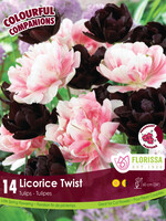 Florissa Colourful Companions Licorice Twist Tulip Blend 14/pkg