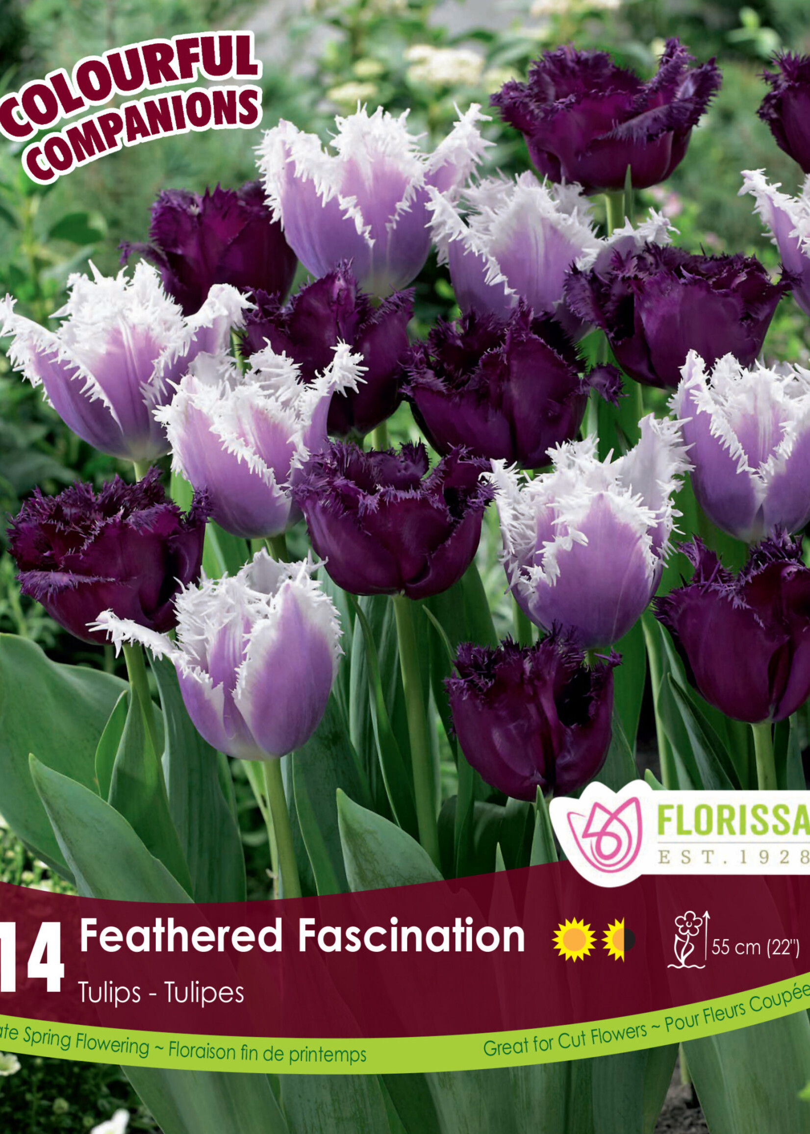 Florissa Colourful Companions Feathered Fascination Tulip Blend 14/pkg