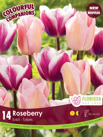 Florissa Colourful Companions Roseberry Tulip Blend 14/pkg