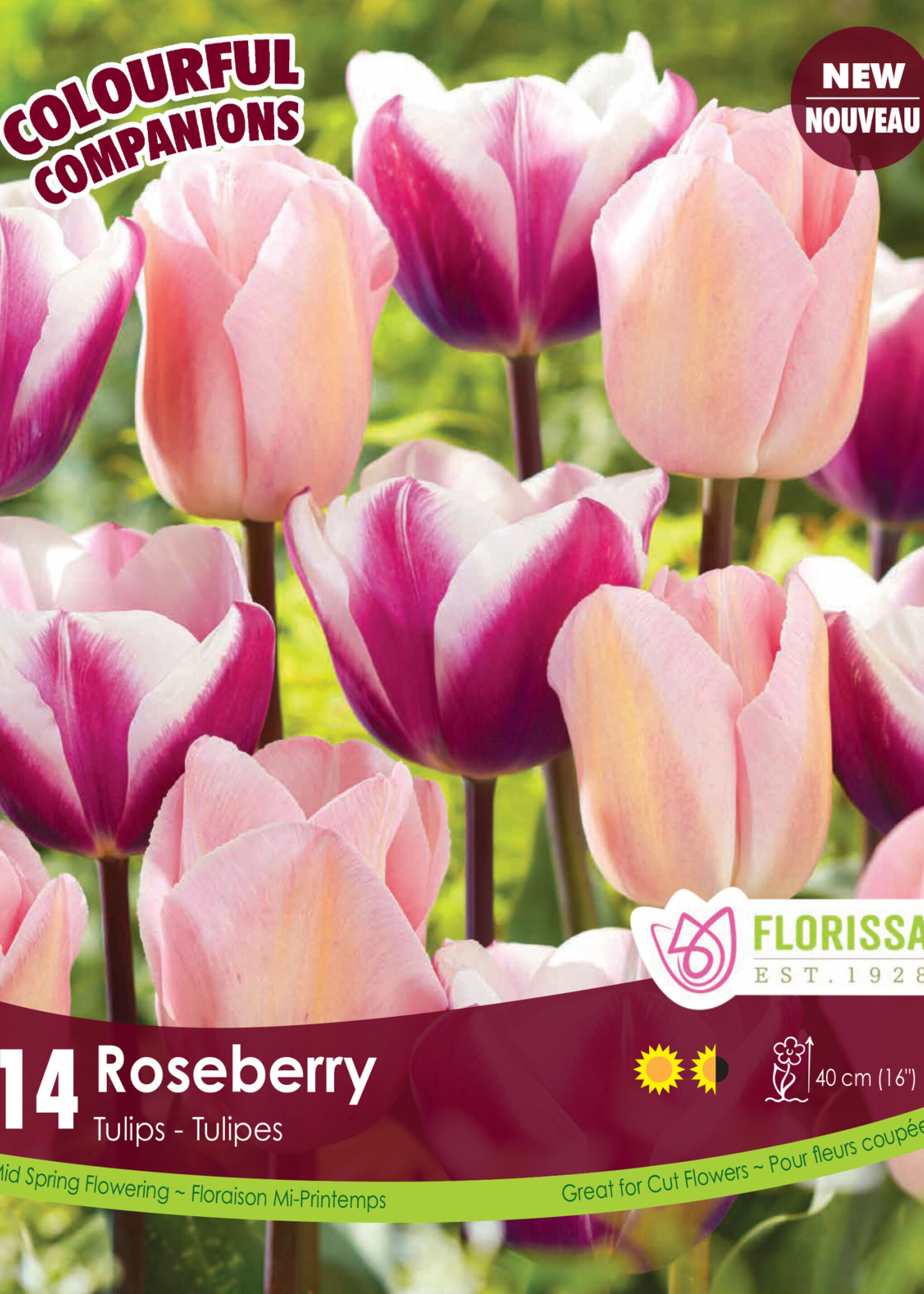 Florissa Colourful Companions Roseberry Tulip Blend 14/pkg