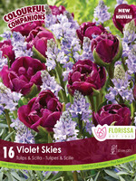 Florissa Colourful Companions Violet Skies Tulip & Scilla Blend 16/pkg