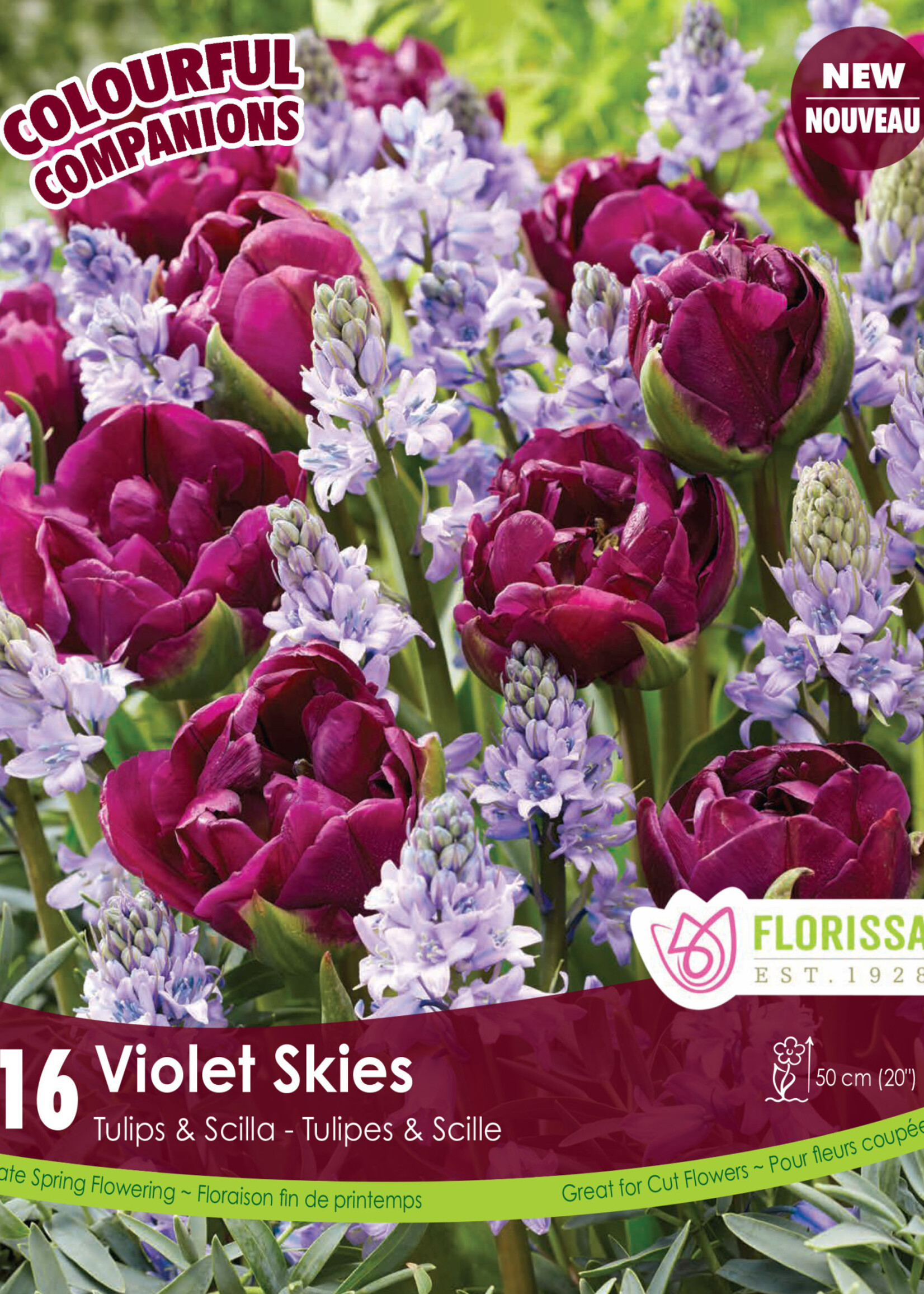 Florissa Colourful Companions Violet Skies Tulip & Scilla Blend 16/pkg