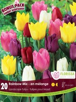 Florissa Mammoth Pack Rainbow Mix Tulip 20/pkg