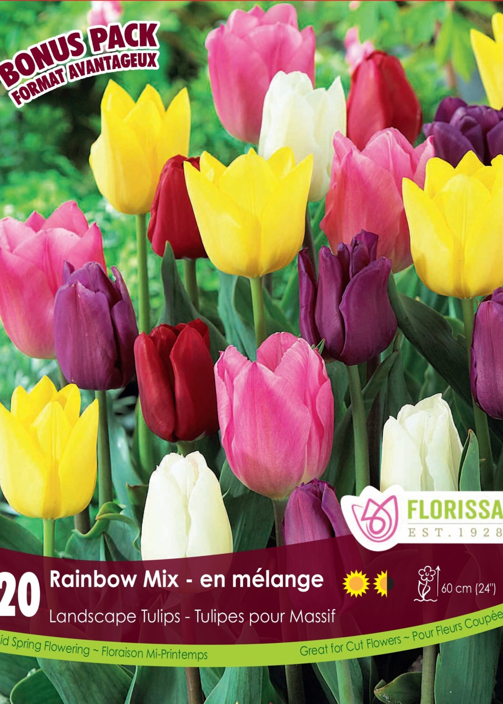 Florissa Mammoth Pack Rainbow Mix Tulip 20/pkg