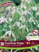 Florissa Mammoth Pack Snowdrops 20/pkg