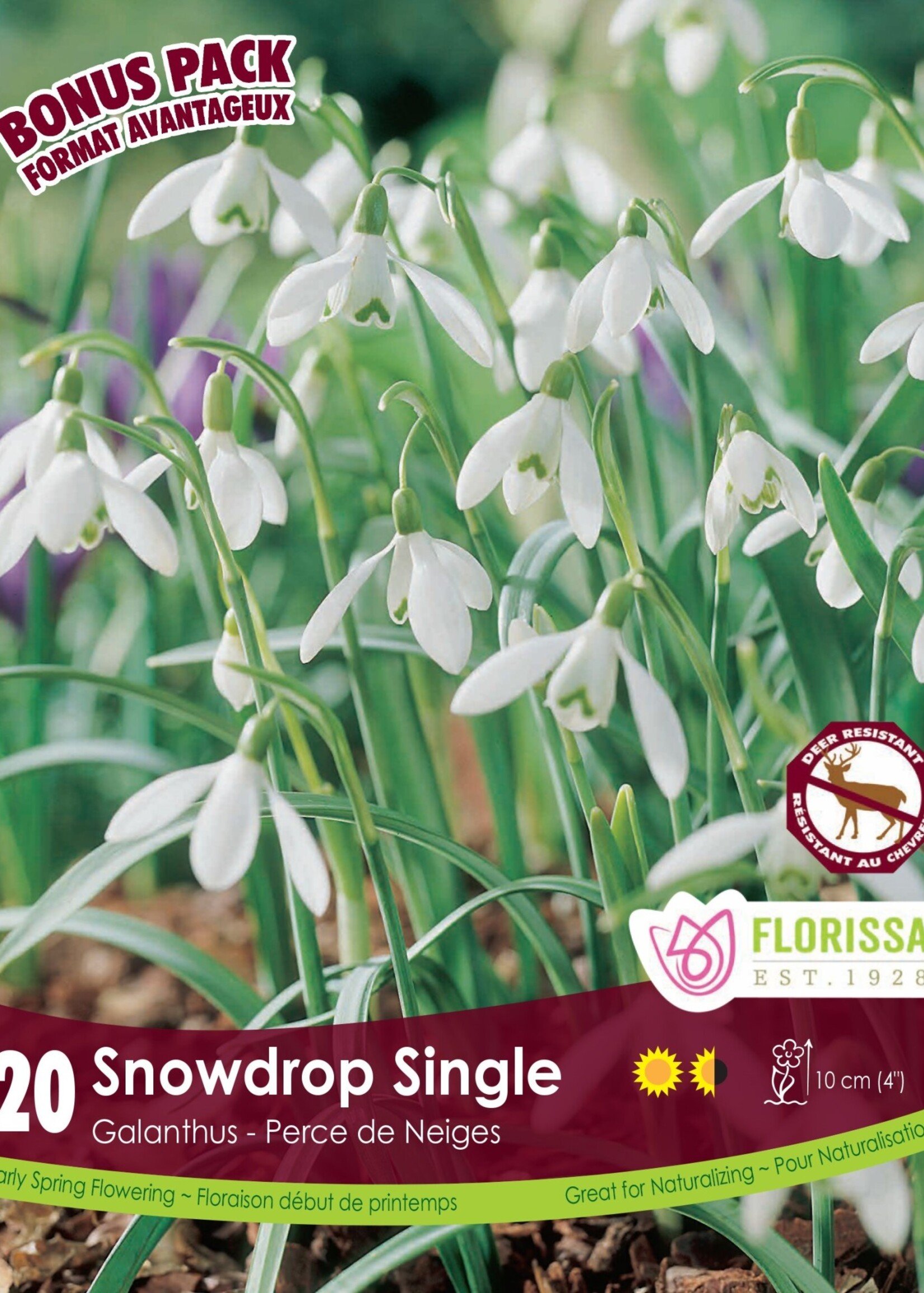 Florissa Mammoth Pack Snowdrops 20/pkg