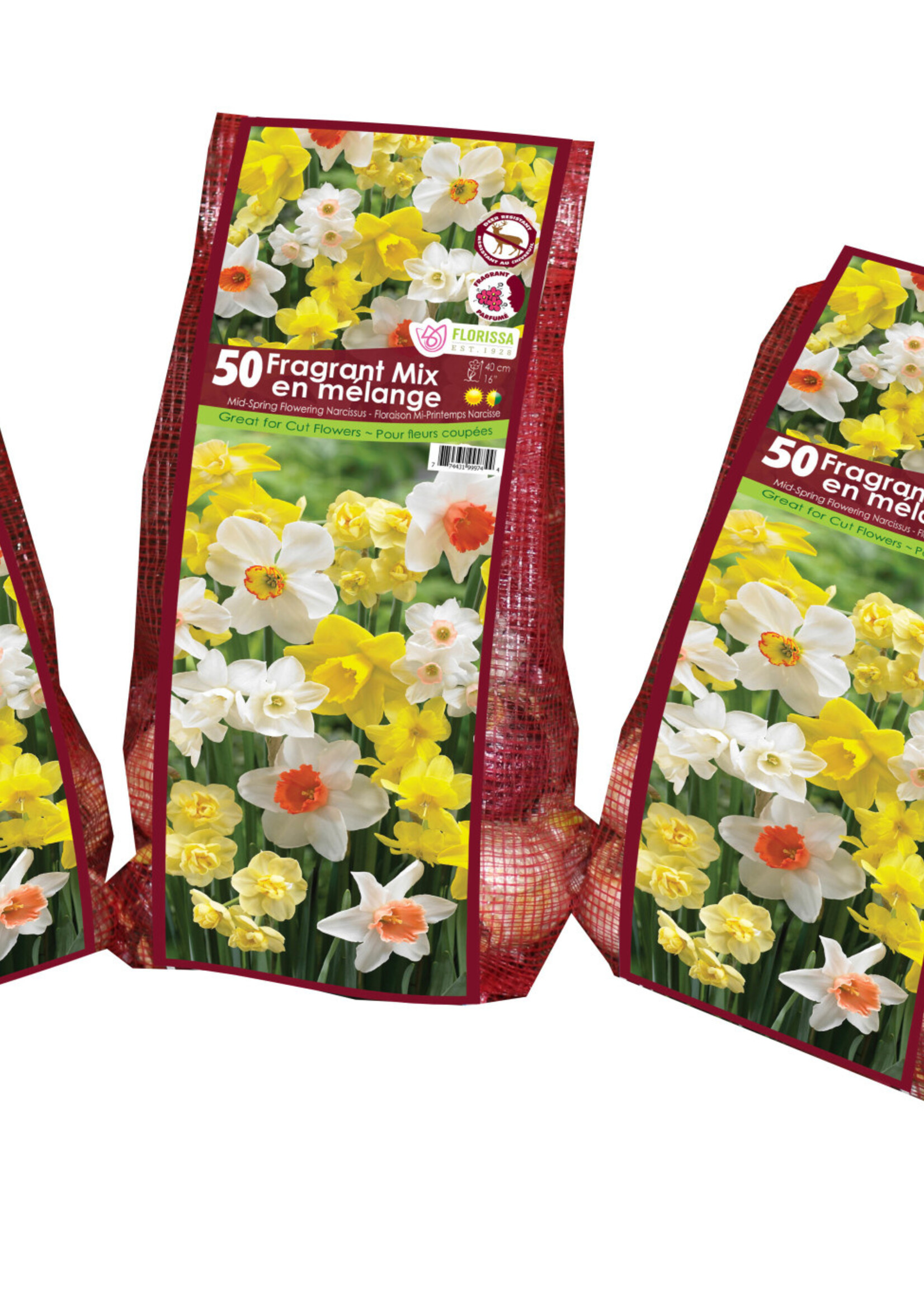 Florissa Fragrant Mix Daffodil (Narcissi) 50/pkg