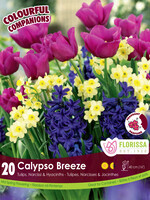 Florissa Colourful Companions Calypso Breeze 20/pkg