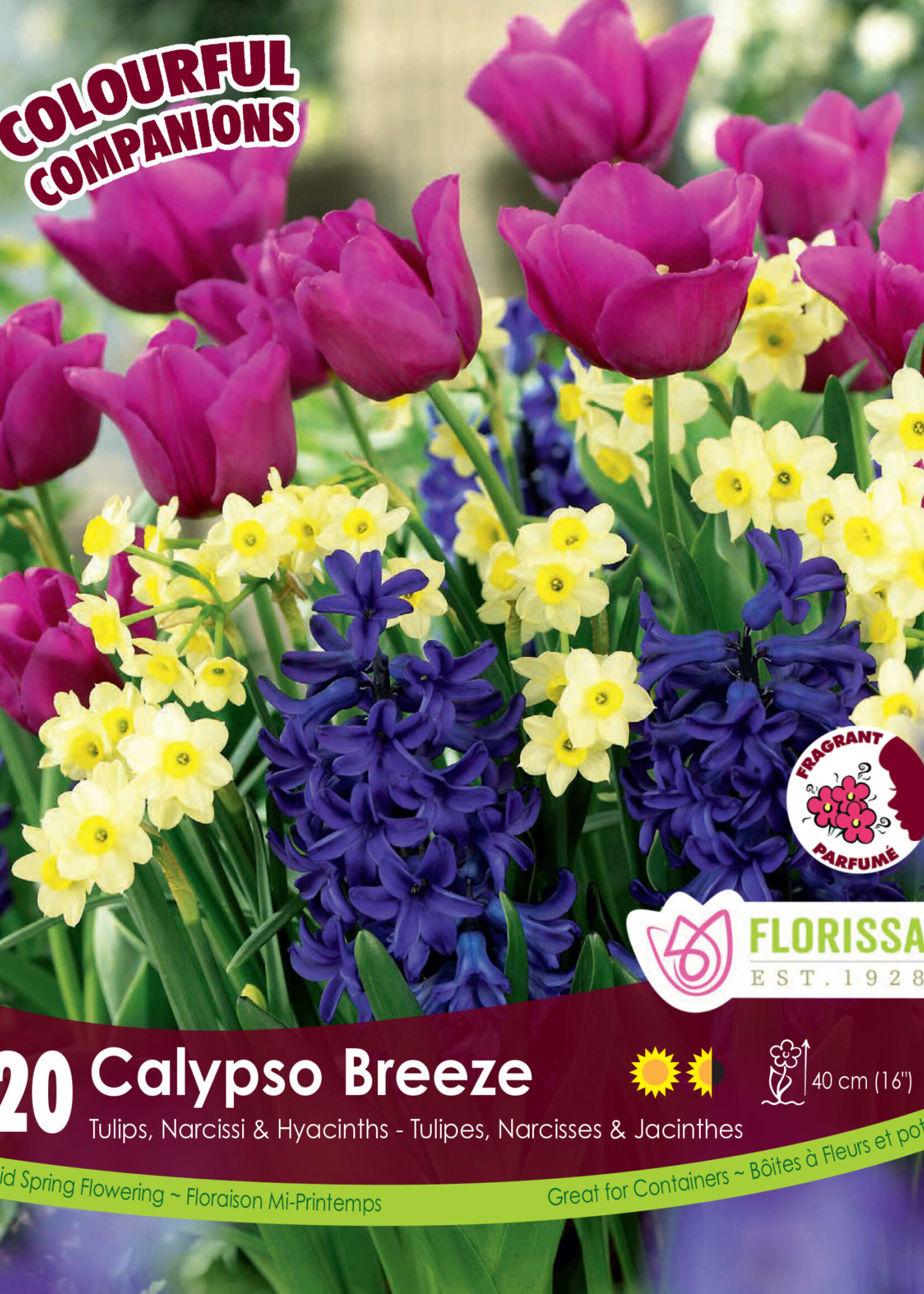 Florissa Colourful Companions Calypso Breeze 20/pkg