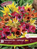 Florissa Mammoth Pack Botanical Tulip Mix 30/pkg