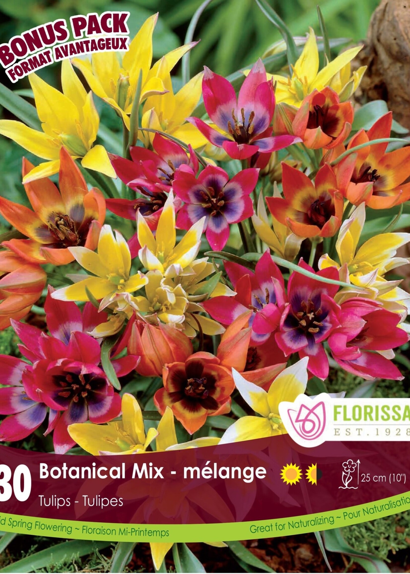 Florissa Botanical Tulip Mix 30/pkg