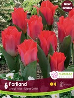 Florissa Portland Tulip 6/pkg