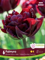 Florissa Palmyra Tulip 6/pkg