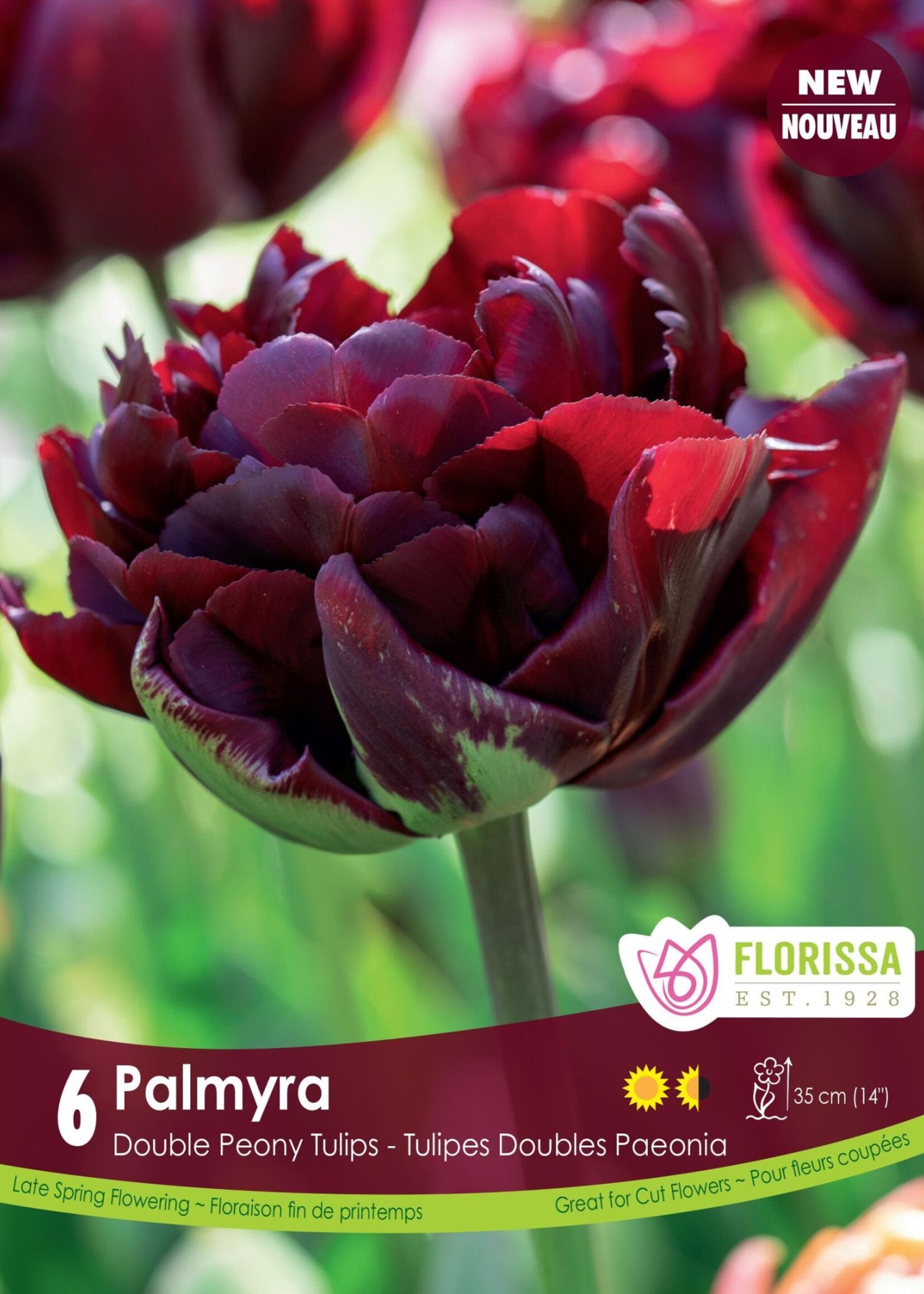 Florissa Palmyra Tulip 6/pkg