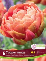 Florissa Copper Image Tulip 6/pkg