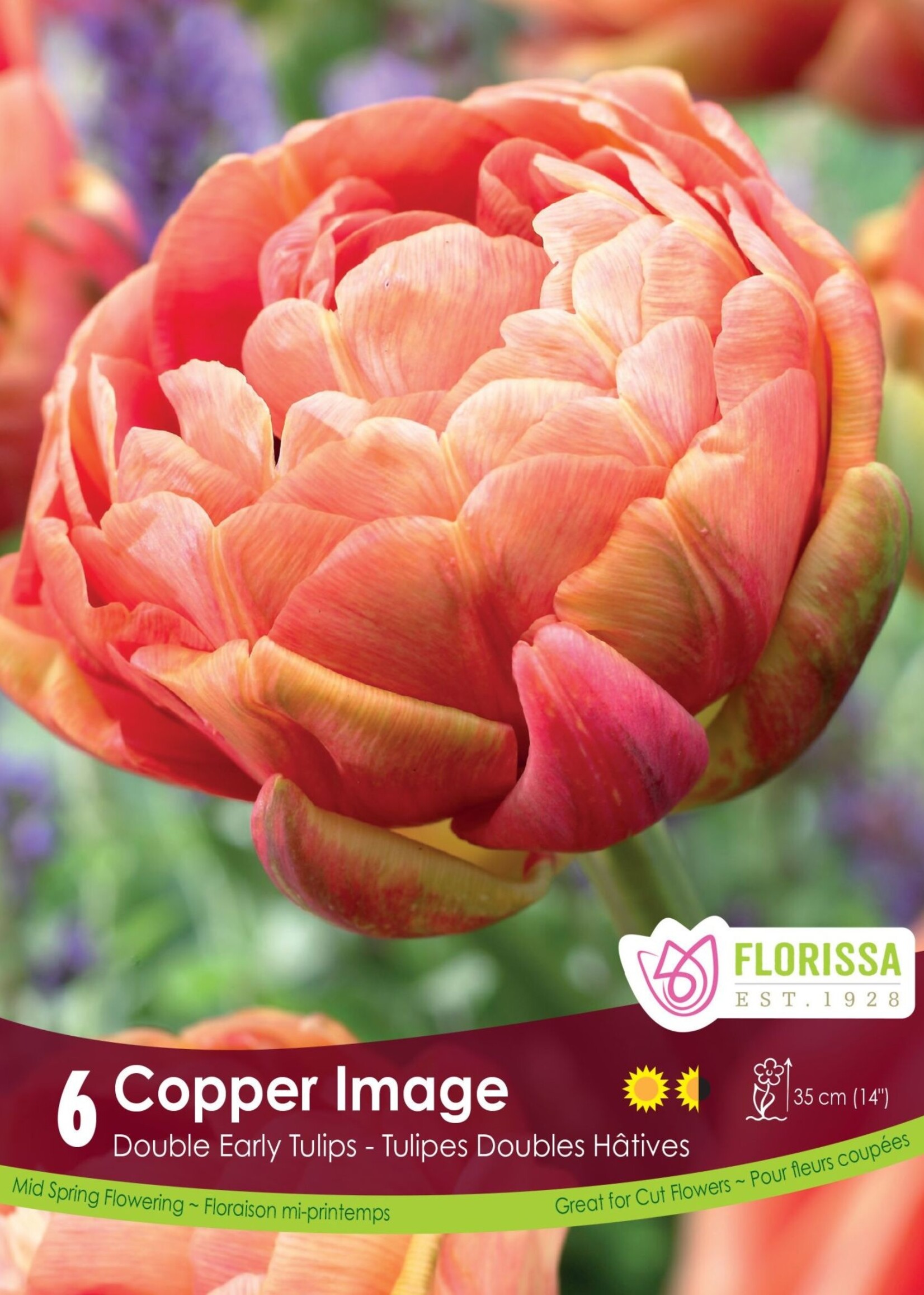 Florissa Copper Image Tulip 6/pkg