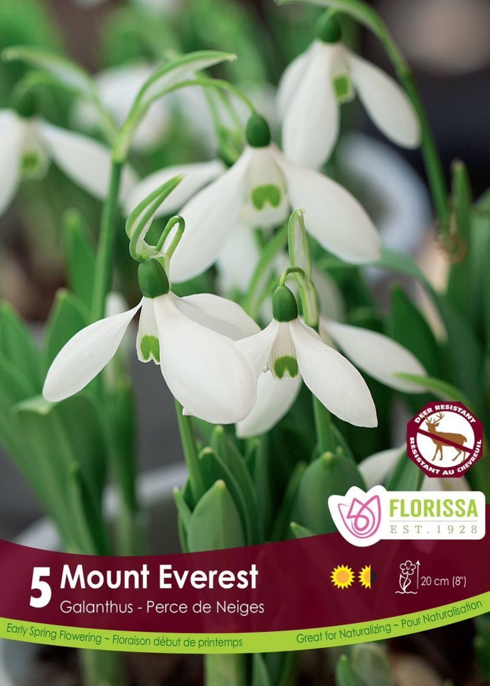 Florissa Mount Everest Snowdrops (Galanthus) 5/pkg