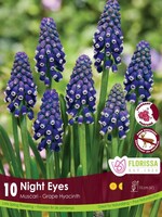 Florissa Night Eyes Muscari (Grape Hyacinth) 10/pkg