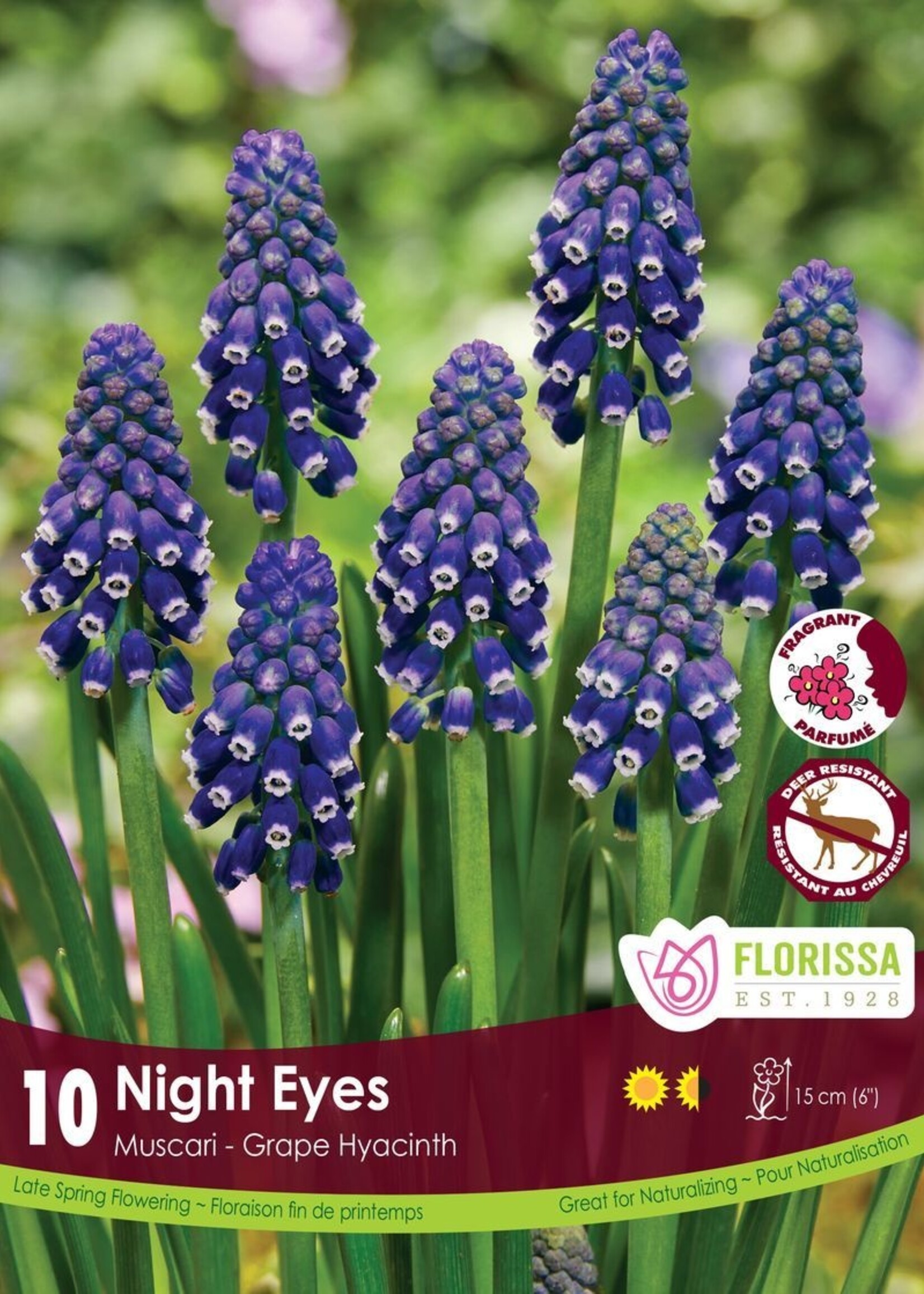 Florissa Night Eyes Muscari (Grape Hyacinth) 10/pkg