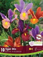 Florissa Dutch Tiger Mix Iris 10/pkg