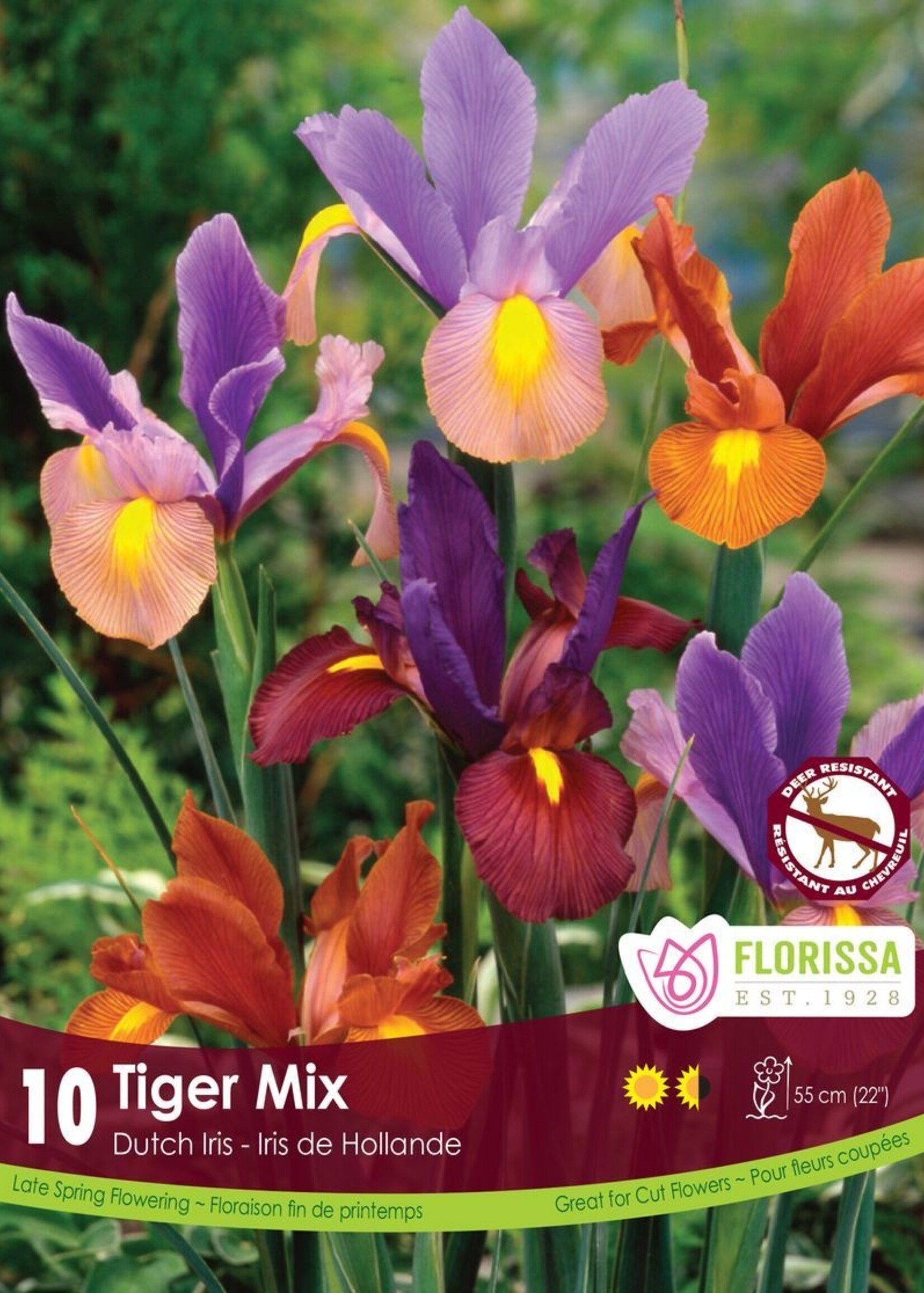 Florissa Dutch Tiger Mix Iris 10/pkg