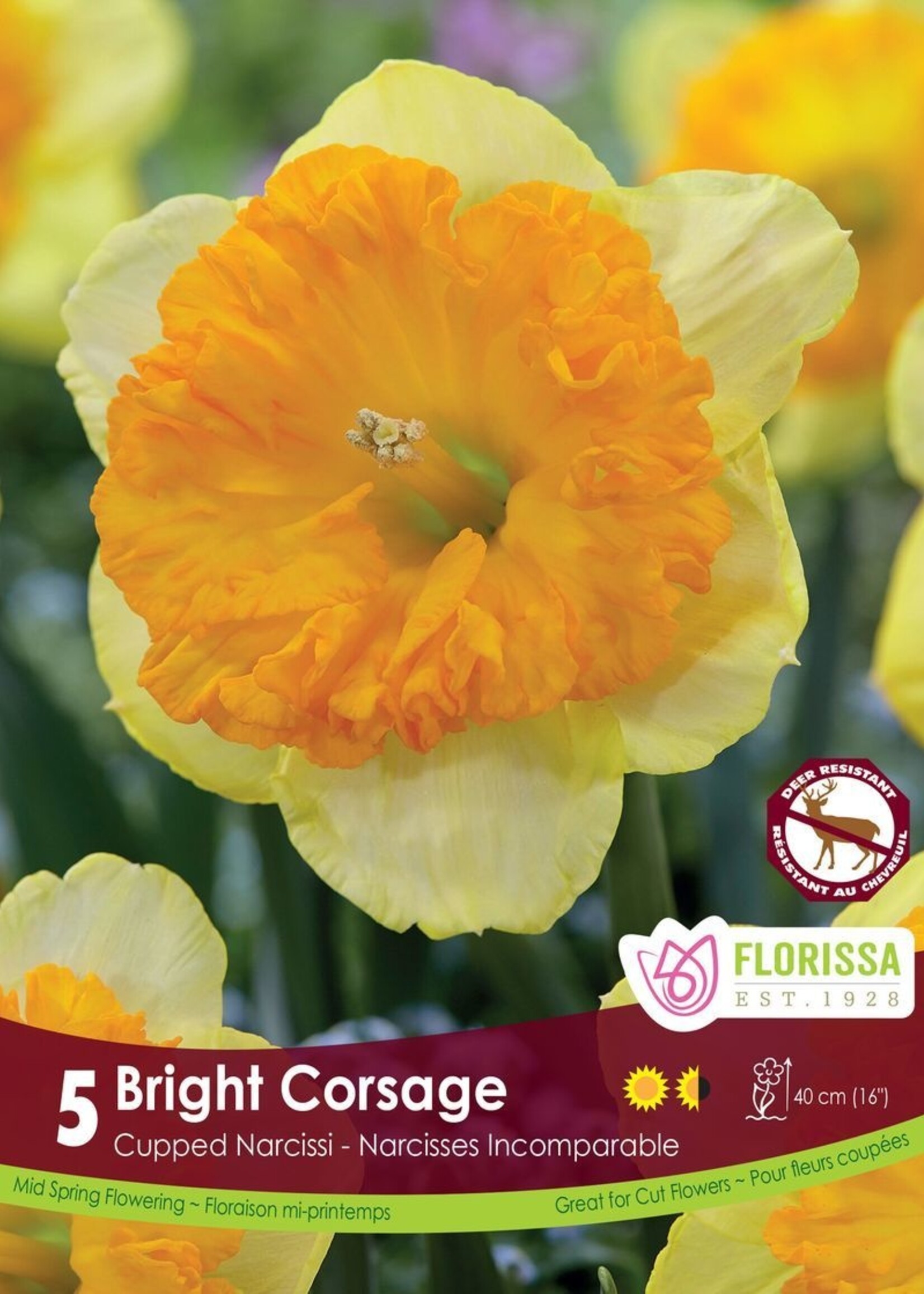 Florissa Bright Corsage Daffodil (Narcissi) 5/pkg