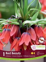 Florissa Red Beauty Fritillaria (Crown Imperial) 1/pkg
